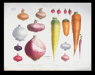 Uien, Radijzen en Wortelen, uit het eerste Album Vilmorin, 1850